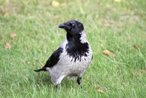 Ворона серая — интеллектуал мира птиц