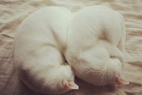 Кошачий фотопозитив