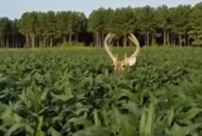 Рогатый "мастер" маскировки пытается обойти фермера на кукурузном поле