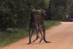 Кенгуру выскочили на дорогу в Австралии и устроили кулачный бой