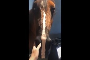 Впечатляющая аниматронная модель лошади