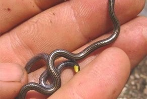 Самая маленькая змея в мире