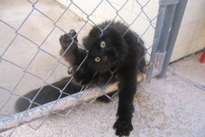 Моменты  о которых стыдно вспоминать любому котэ