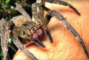 Самый ядовитый паук