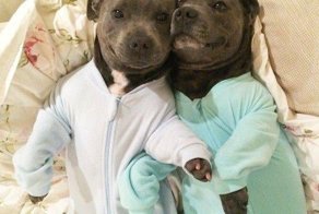 Собачий фотопозитив