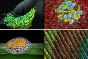 20 победителей конкурса микрофотографии Nikon Small World