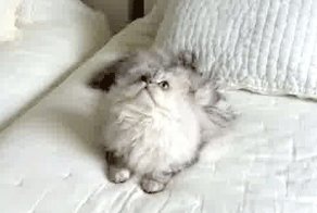 Кошачьи гифки