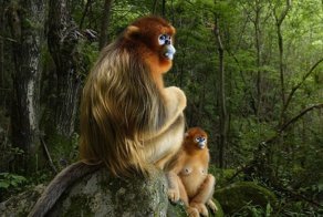 Победители конкурса Wildlife Photographer of the Year 2018