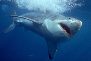 Китаянка плюхнулась в аквариум с голодными акулами