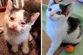 Чудесное преображение животных до и после того, как добрые люди подобрали их на улице