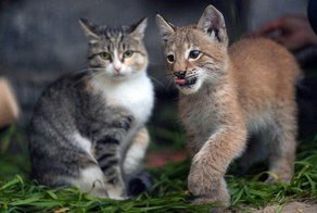 Удочерённая кошкой рысь переросла «маму» в Новосибирском зоопарке