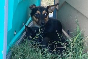 Бездомные кот и собака вместе спасались от холода и вместе попали в приют