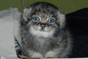 Мануленок Дарья