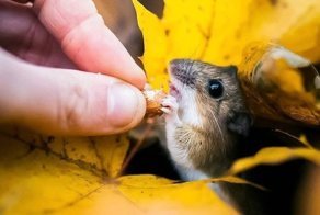 Дикая природа Финляндии: симпатичные портреты животных Осси Сааринена