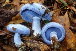 Самые красивые грибы: Фото, факты, описание