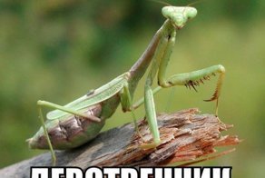 Картинки про это из интернета