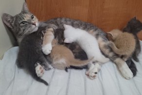 Кошка родила шестерых котят на подводной лодке в новороссийске