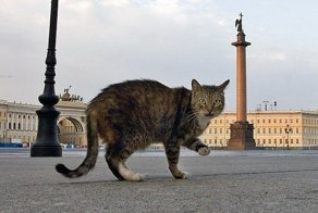 Эрмитажные коты