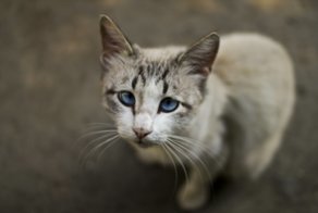 Очень колоритные уличные коты