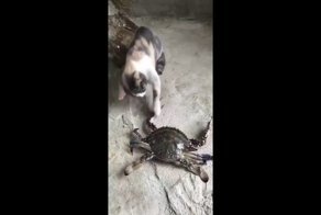 Вот это поздоровались! Не самое приятное знакомство кошки с крабом