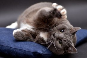 Почти котоламповый радикулит. Фельдшер — о реакции людей и котиков на уколы