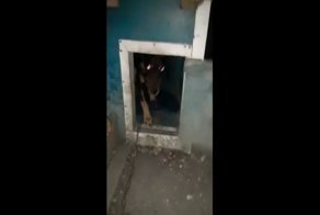 Собака сама закрывает дверь в будке 