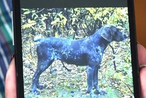 Пенсионера из Воронежской области, отомстившего за смерть любимого пса, отправили в колонию