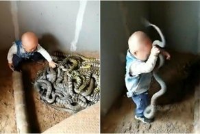 Бесстрашный малыш играет со змеями