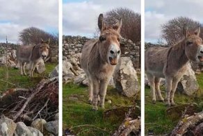 Ослица с чудесным голосом удивила наведавшегося к ней человека