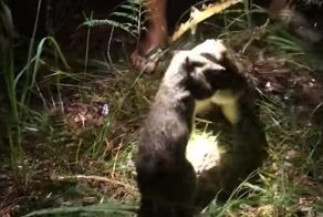 Два бандикута устроили ночной борцовский поединок на глазах удивленных туристов