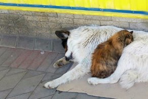 Жил-был Мишка