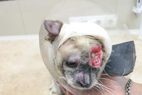 Звери и коты