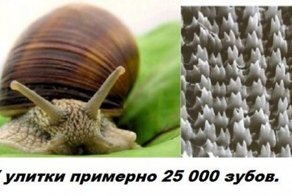 Факты обо всем на свете (27 фото)