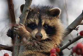 Обаятельное бедствие