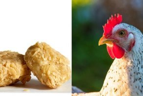 Специально для вегетарианцев: изобрели наггетсы из куриных перьев