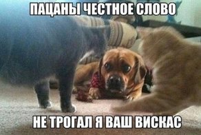 Зверский юмор
