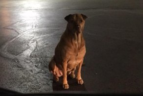 Собака притворялась по ночам бездомной, чтобы питаться бургерами