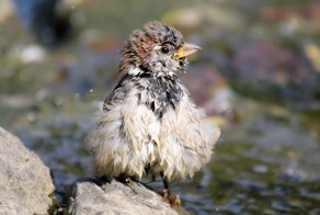 Вездесущие воробьи