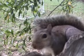 Белка оставила свои "орешки" в самом неожиданном месте