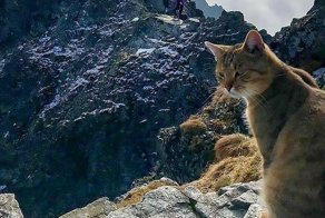 Кот-скалолаз: альпинист встретил на вершине горы домашнего кота