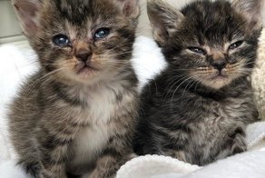 Мужчина два дня вытаскивал котенка из мусорной кучи