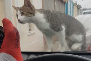 Решил напугать котика, но что-то пошло не так