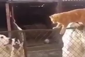 Котомиссия выполнима!