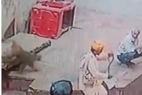 Наглая обезьяна стащила питомца у заклинателя змей 