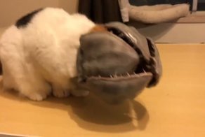 Жуткий костюм для кота на Хэллоуин