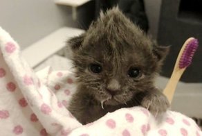 Маленький  котенок был на грани смерти