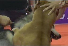 Нападение питбуля на хаски на выставке собак