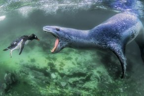 25 сильных снимков, которые стали победителями международного фотоконкурса Siena Photo Awards 2018