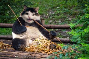 Оскар и Майя - кошки, которых любит фотошоп