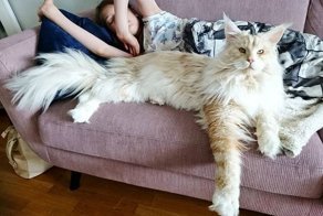 Звезда Инстаграма: мейн-кун по кличке Лотус